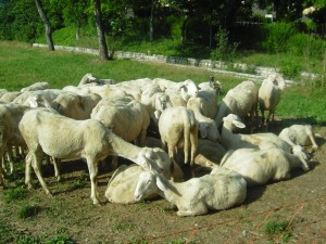 le pecore  